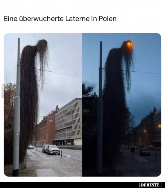 Eine überwucherte Laterne in Polen.. - Lustige Bilder | DEBESTE.de