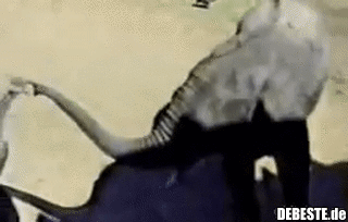 Wer frech zu Dumbo ist...