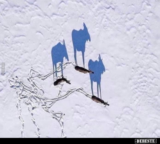  - Lustige Bilder | DEBESTE.de