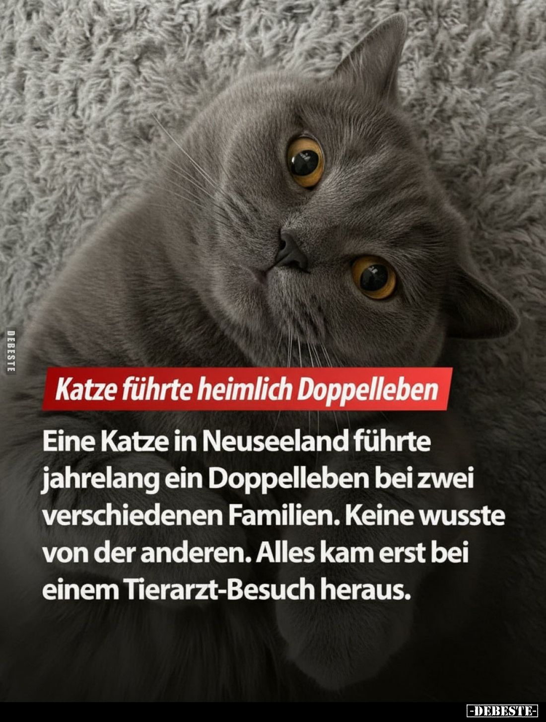 Katze führte heimlich Doppelleben.
Eine Katze in Neuseeland führte jahrelang ein Doppelleben bei zwei verschiedenen Familien...