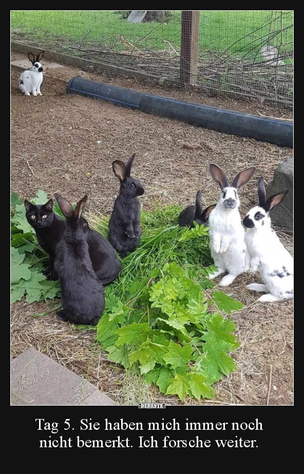 Tag 5. Sie haben mich immer noch nicht bemerkt. Ich..