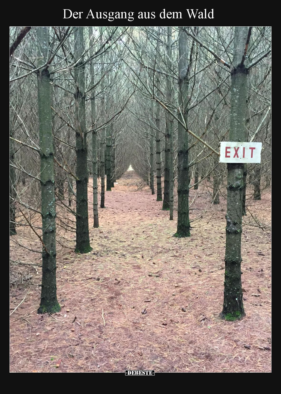 Der Ausgang aus dem Wald