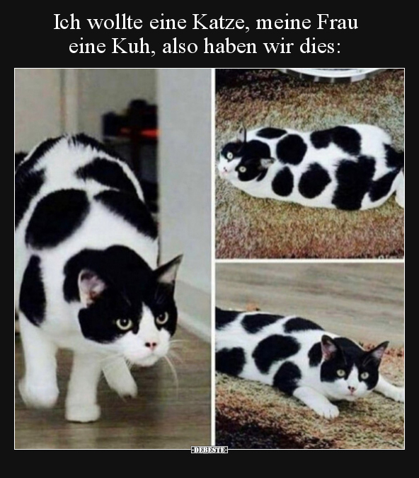 Ich wollte eine Katze, meine Frau eine Kuh, also haben wir.. - Lustige Bilder | DEBESTE.de