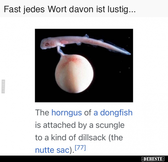 Fast jedes Wort davon ist lustig... - Lustige Bilder | DEBESTE.de