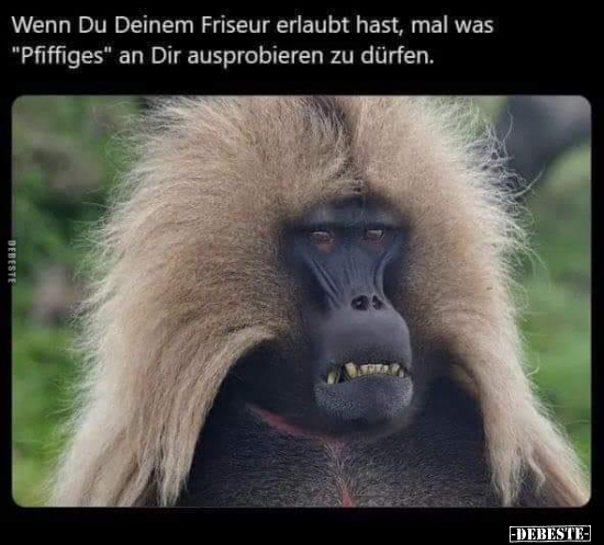 Wenn Du Deinem Friseur erlaubt hast, mal was "Pfiffiges" an.. - Lustige Bilder | DEBESTE.de