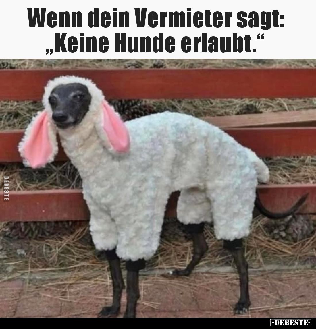 Wenn dein Vermieter sagt: „Keine Hunde erlaubt.“