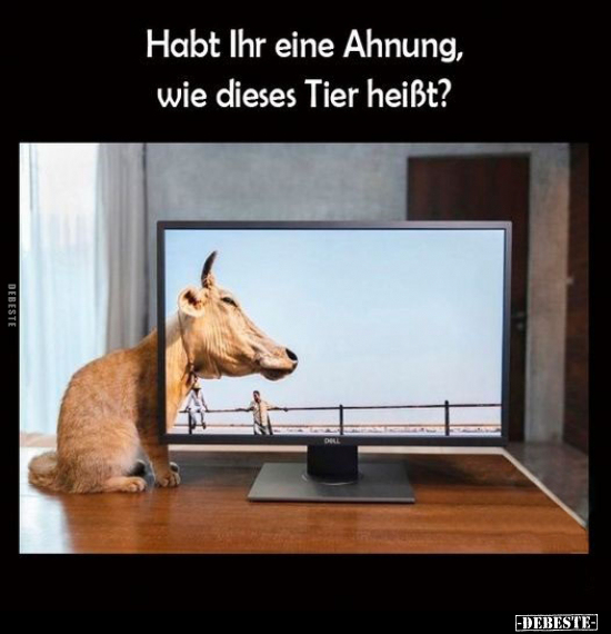 Habt Ihr eine Ahnung, wie dieses Tier heißt?.. - Lustige Bilder | DEBESTE.de