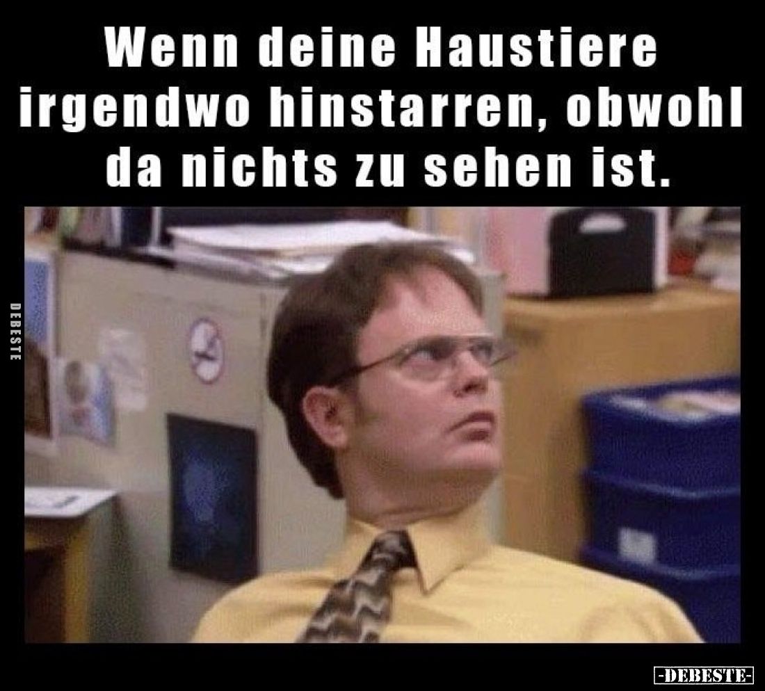 Wenn deine Haustiere irgendwo hinstarren, obwohl da nichts zu sehen ist.