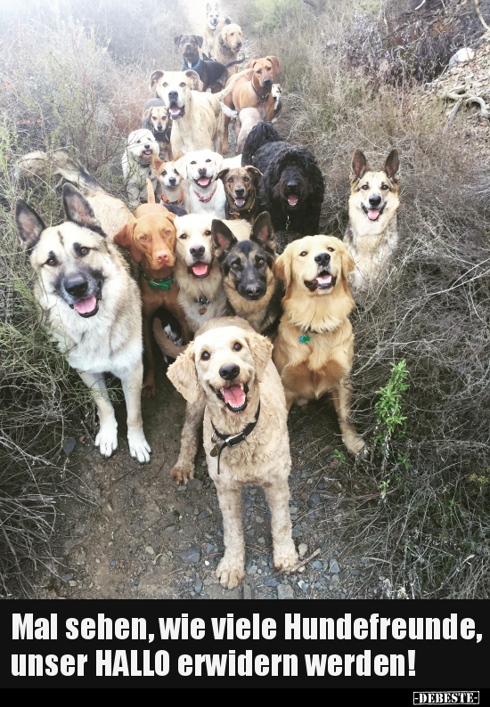 Mal sehen, wie viele Hundefreunde, unser HALLO erwidern.. - Lustige Bilder | DEBESTE.de