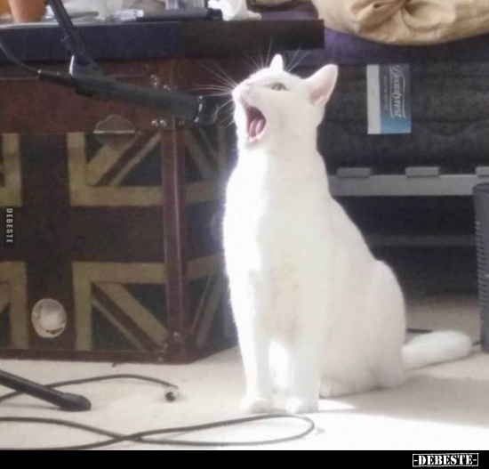  - Lustige Bilder | DEBESTE.de