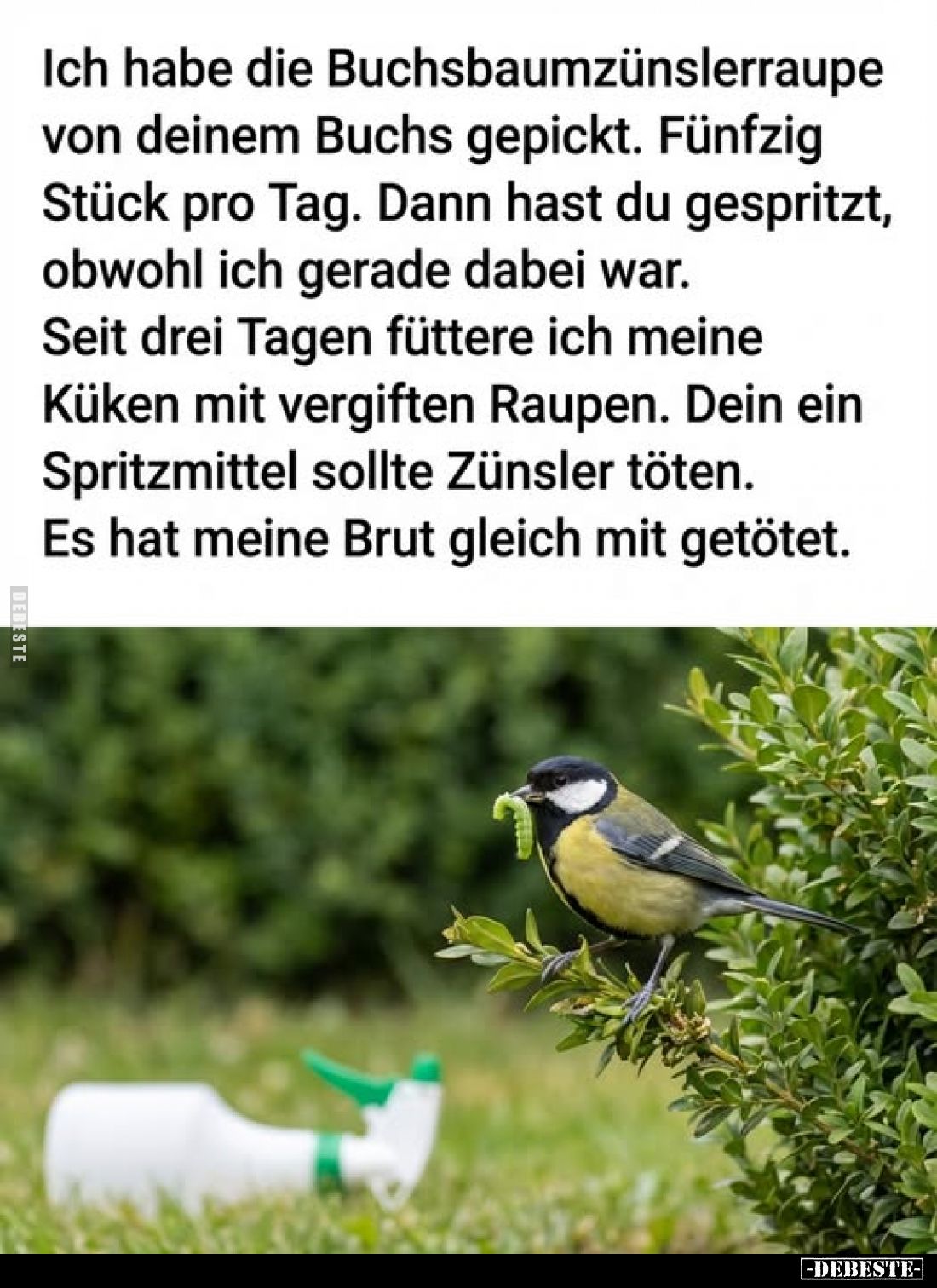 Ich habe die Buchsbaumzünslerraupe von deinem Buchs gepickt. Fünfzig Stück pro Tag. Dann hast du gespritzt, obwohl ich gerade...
