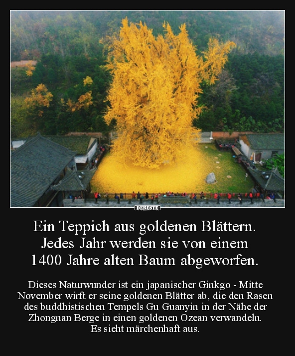 Ein Teppich aus goldenen Blättern. Jedes Jahr werden sie.. - Lustige Bilder | DEBESTE.de