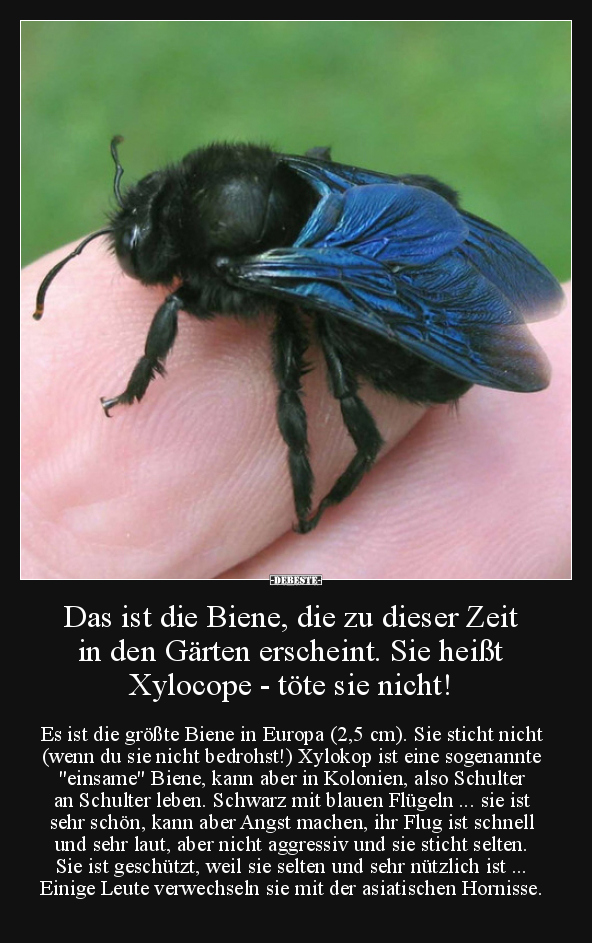 Das ist die Biene, die zu dieser Zeit in den Gärten..