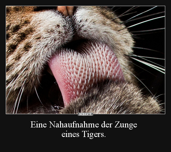 Eine Nahaufnahme der Zunge eines Tigers... - Lustige Bilder | DEBESTE.de