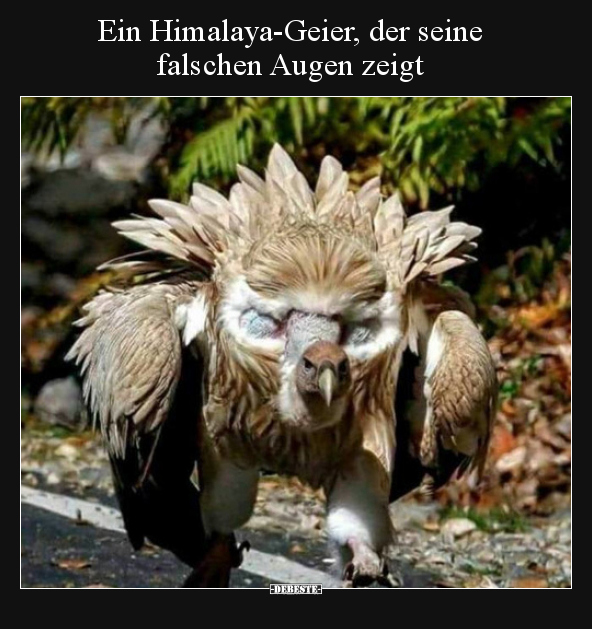 Ein Himalaya-Geier, der seine falschen Augen zeigt.. - Lustige Bilder | DEBESTE.de