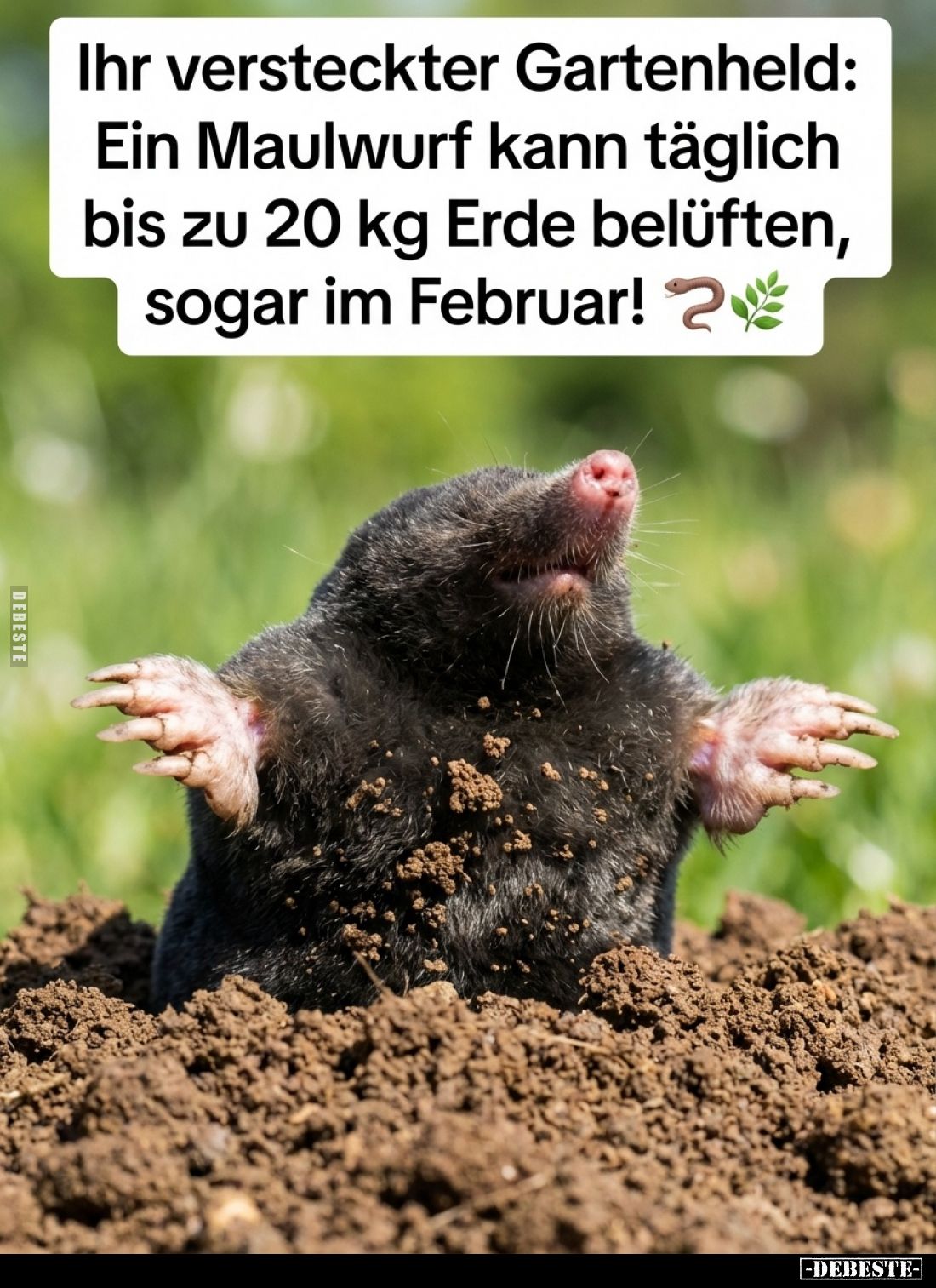 Ihr versteckter Gartenheld: Ein Maulwurf kann täglich bis zu 20 kg Erde belüften, sogar im Februar!