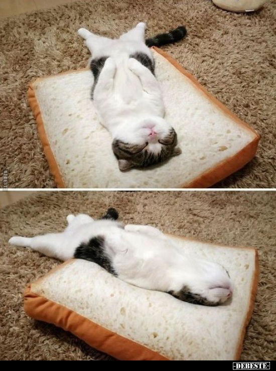  - Lustige Bilder | DEBESTE.de