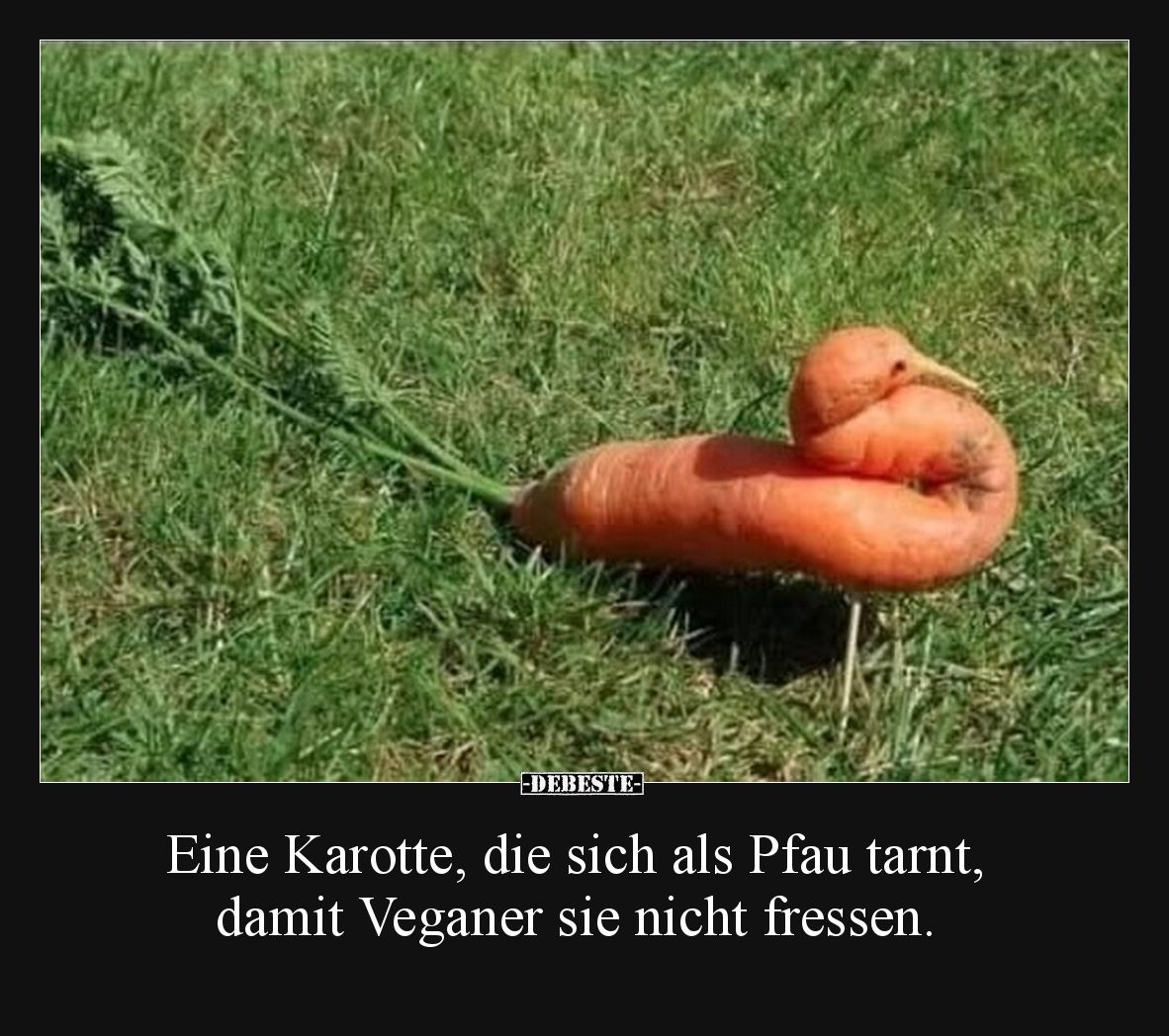 Eine Karotte, die sich als Pfau tarnt, damit Veganer sie nicht fressen.