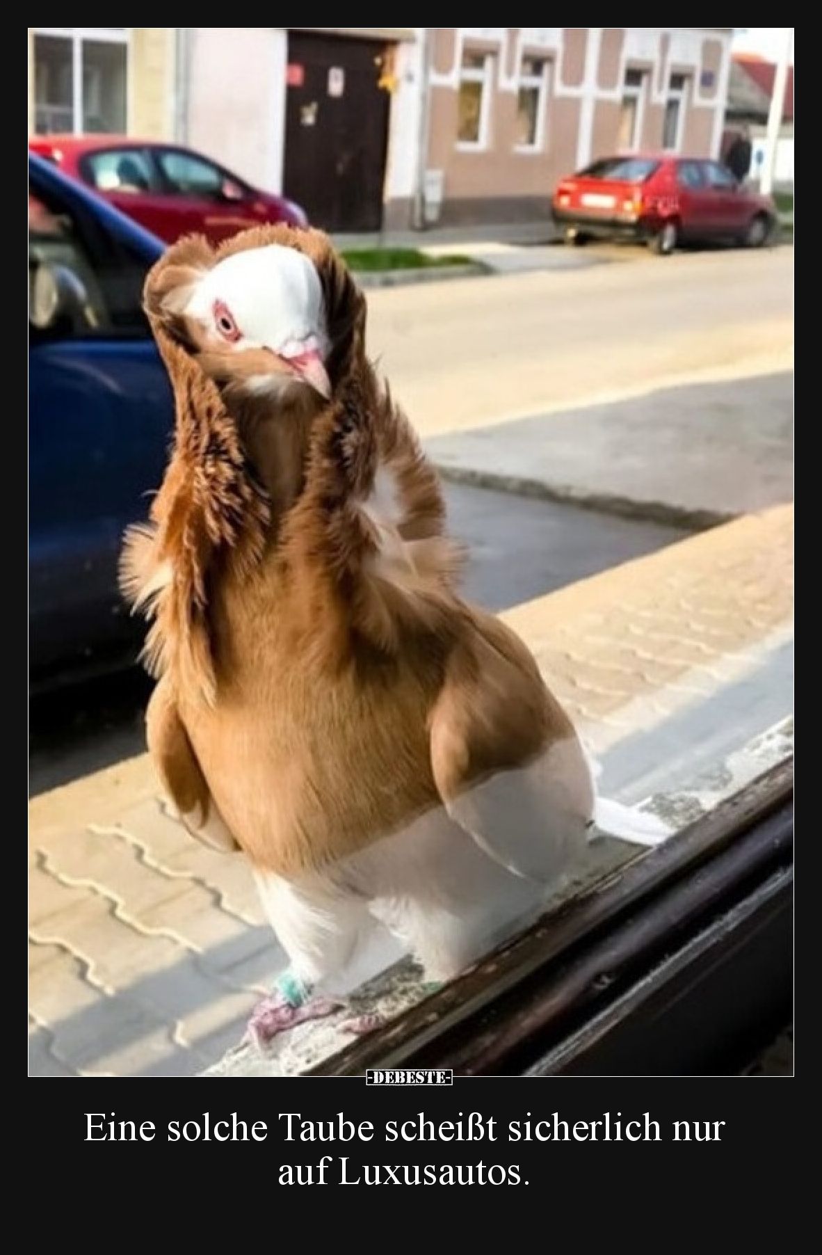 Eine solche Taube scheißt sicherlich nur auf Luxusautos.