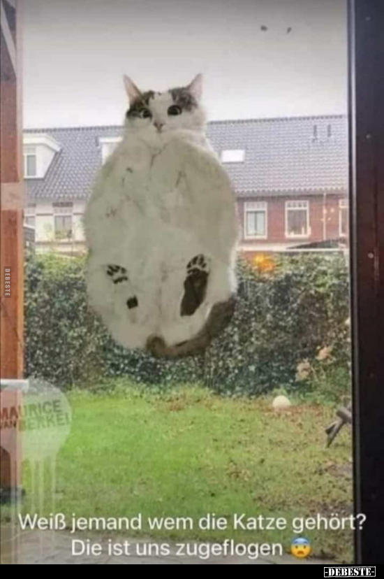 Weiß jemand wem die Katze gehört? Die ist uns zugeflogen.