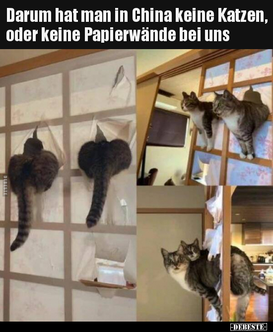 Darum hat man in China keine Katzen, oder keine Papierwände.. - Lustige Bilder | DEBESTE.de