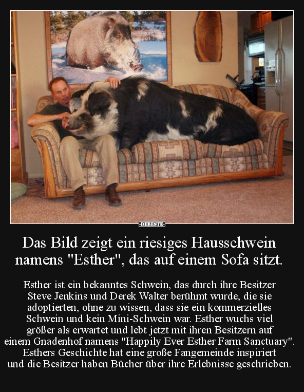 Das Bild zeigt ein riesiges Hausschwein namens "Esther".. - Lustige Bilder | DEBESTE.de