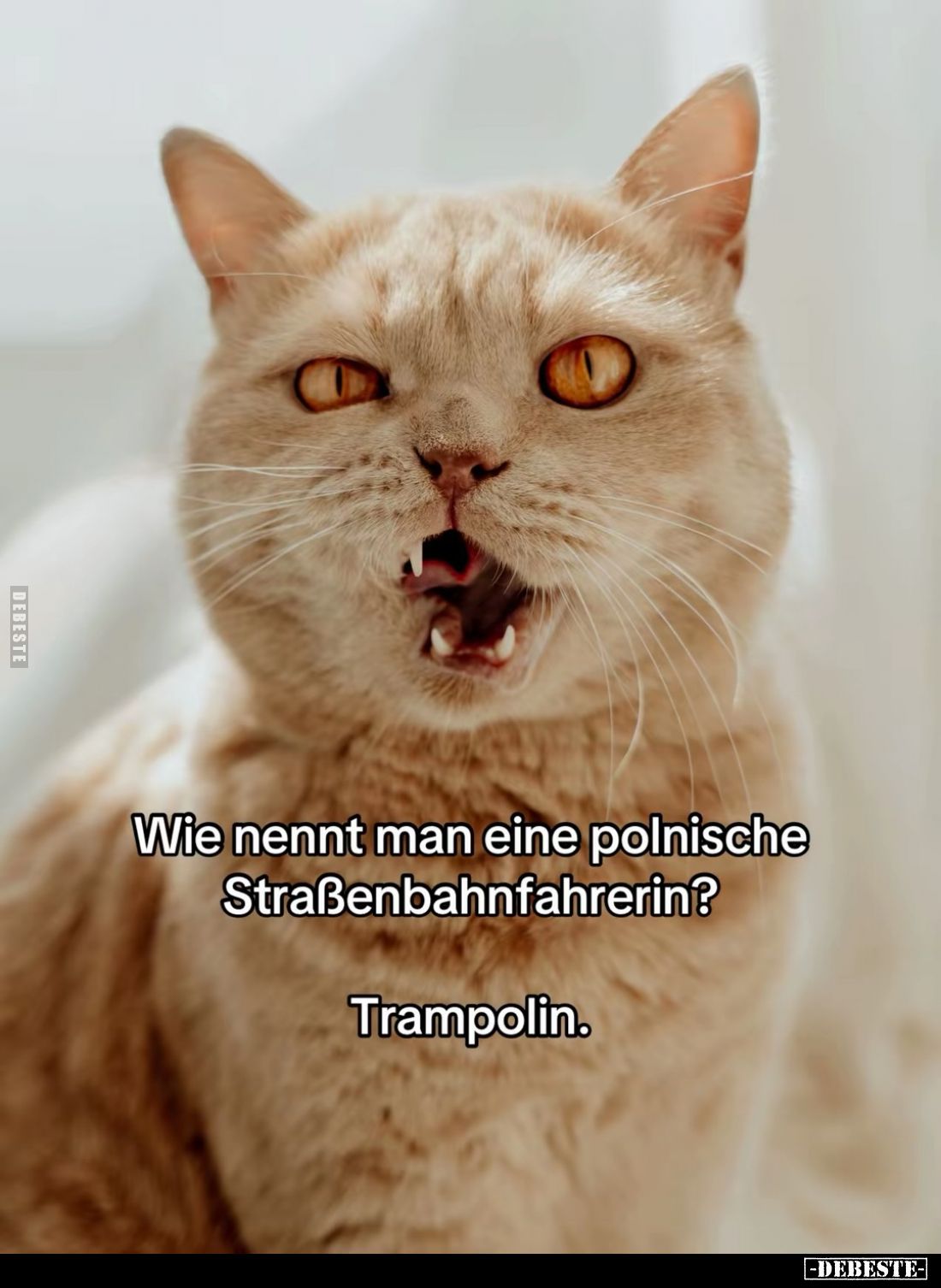 Wie nennt man eine polnische Straßenbahnfahrerin?.. - Lustige Bilder | DEBESTE.de