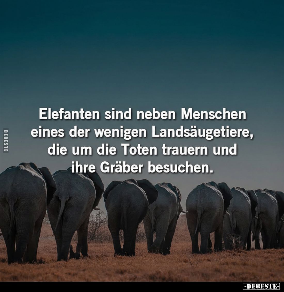 Elefanten sind neben Menschen eines der wenigen Landsäugetiere, die um die Toten trauern und ihre Gräber besuchen.