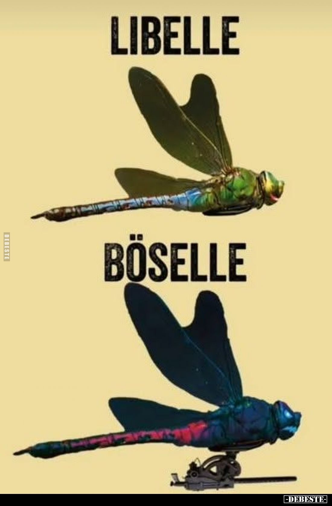 Libelle
-
Böselle