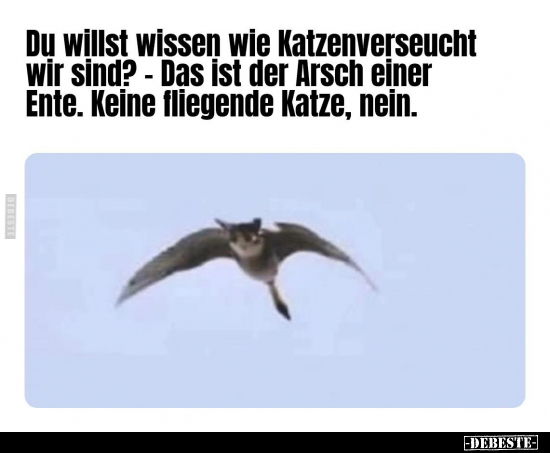 Du willst wissen wie Katzenverseucht wir sind?.. - Lustige Bilder | DEBESTE.de