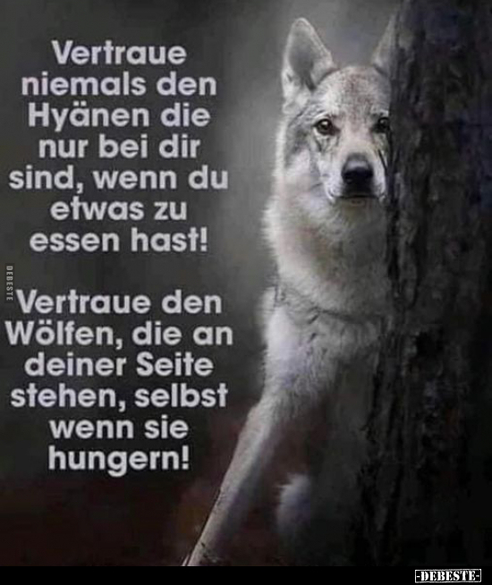 Vertraue niemals den Hyänen die nur bei dir sind, wenn du.. - Lustige Bilder | DEBESTE.de