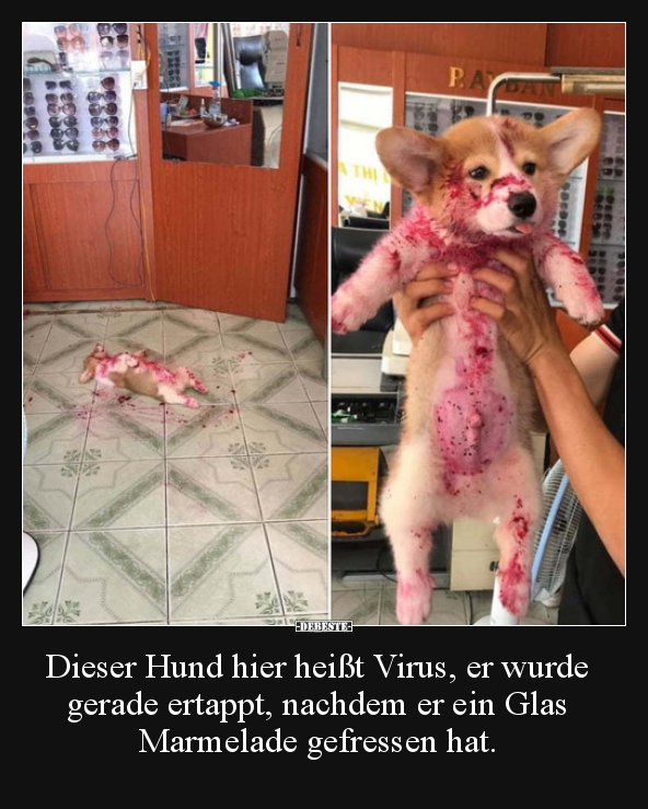 Dieser Hund hier heißt Virus, er wurde gerade ertappt.. - Lustige Bilder | DEBESTE.de