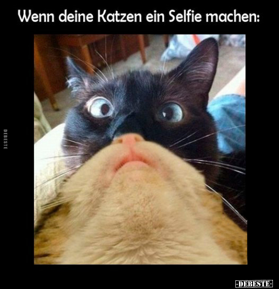 Wenn deine Katzen ein Selfie machen.. - Lustige Bilder | DEBESTE.de