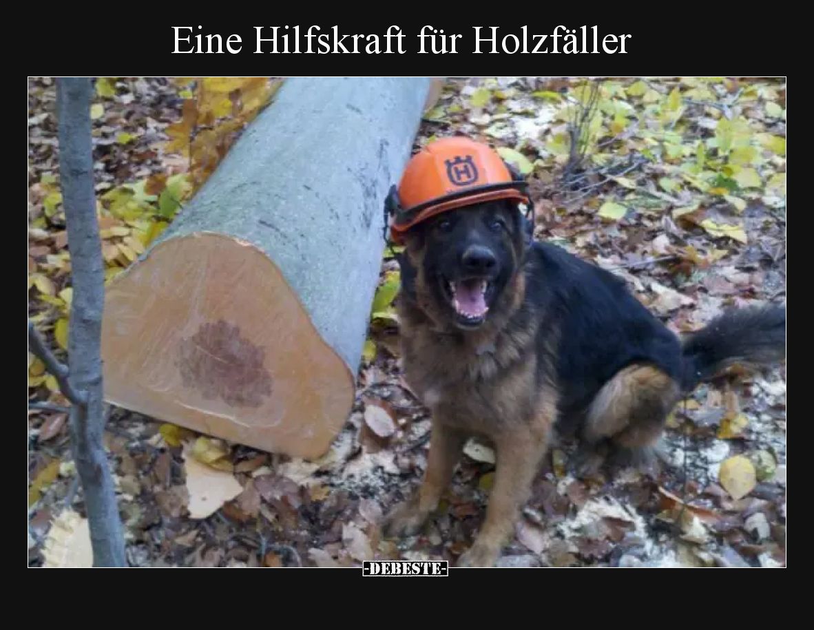 Eine Hilfskraft für Holzfäller