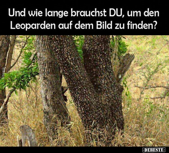 Und wie lange brauchst DU, um den Leoparden.. - Lustige Bilder | DEBESTE.de