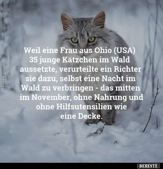 Weil eine Frau aus Ohio (USA) 35 junge Kätzchen im Wald.. - Lustige Bilder | DEBESTE.de