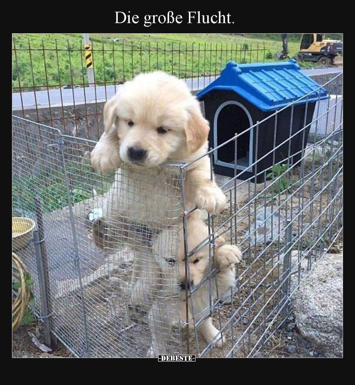 Die große Flucht... - Lustige Bilder | DEBESTE.de