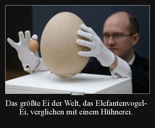 Das größte Ei der Welt, das Elefantenvogel-Ei, verglichen.. - Lustige Bilder | DEBESTE.de