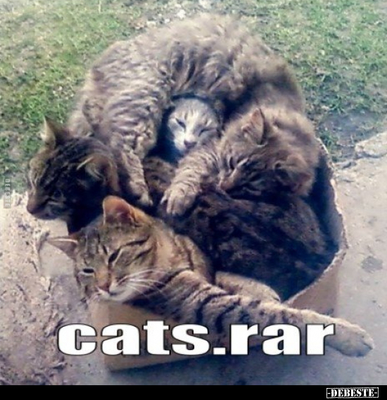 Cats.rar