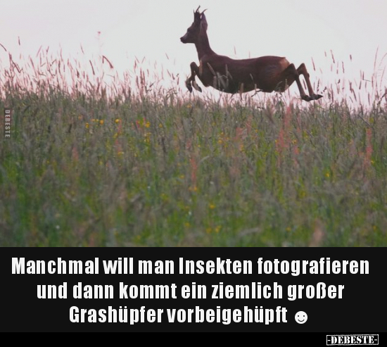Manchmal will man Insekten fotografieren.. - Lustige Bilder | DEBESTE.de