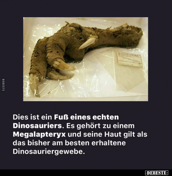 Dies ist ein Fuß eines echten Dinosauriers... - Lustige Bilder | DEBESTE.de