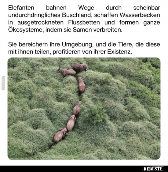 Elefanten bahnen Wege durch scheinbar undurchdringliches.. - Lustige Bilder | DEBESTE.de