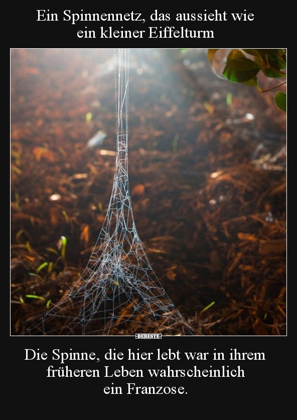 Ein Spinnennetz, das aussieht wie ein kleiner Eiffelturm.. - Lustige Bilder | DEBESTE.de