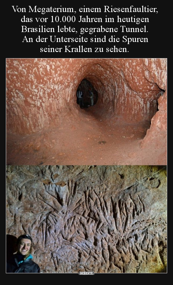 Von Megaterium, einem Riesenfaultier, das vor 10.000 Jahren.. - Lustige Bilder | DEBESTE.de