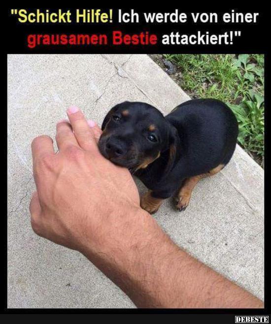 Schickt Hilfe! Ich werde von einer grausamen Bestie attackiert!