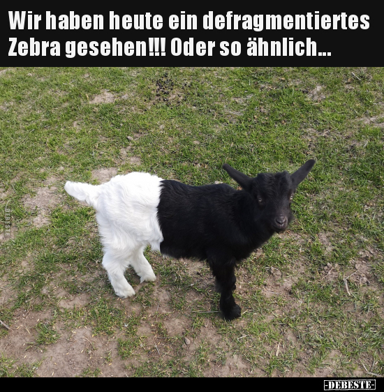 Wir haben heute ein defragmentiertes Zebra gesehen!!! Oder..