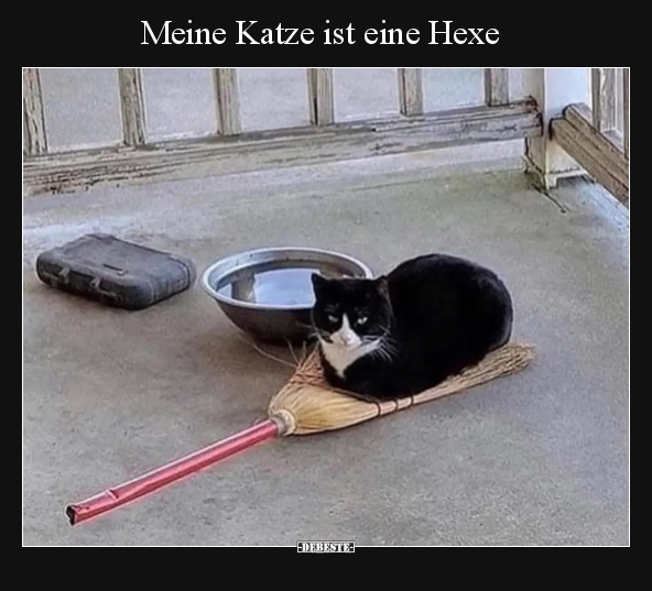 Katzen