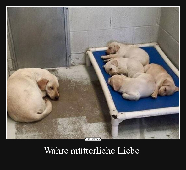 Wahre mütterliche Liebe.. - Lustige Bilder | DEBESTE.de