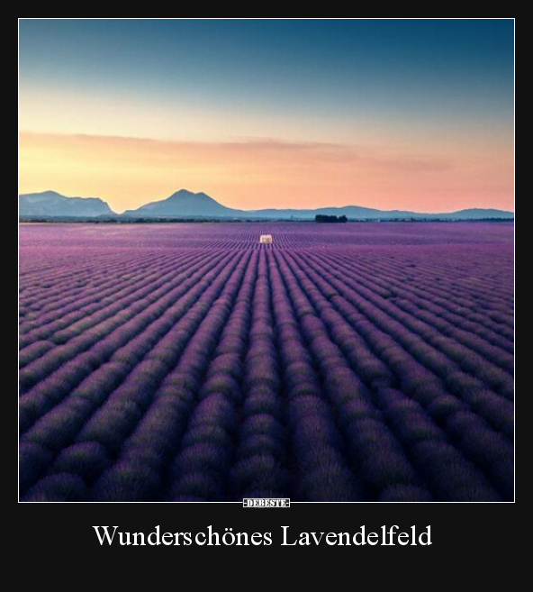 Wunderschönes Lavendelfeld.. - Lustige Bilder | DEBESTE.de