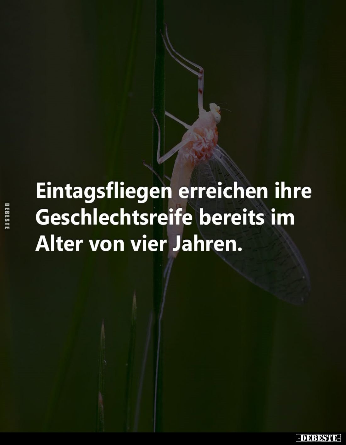 Eintagsfliegen erreichen ihre Geschlechtsreife bereits im Alter von vier Jahren.
